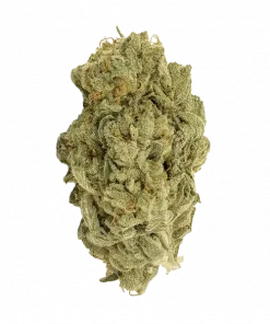 Earthquake, yakıtımsı aroması ve dengeli genetiğiyle öne çıkan bir Sativa türüdür. Yaratıcılığı artıran etkilerini ve potansiyel faydalarını keşfedin.