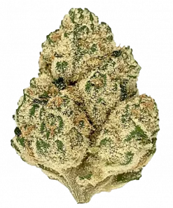 East Coast Sour Diesel (ECSD), kimyasal limon aroması ve yüksek THC içeriğiyle bilinen Sativa baskın bir türdür. Etkilerini ve genetik yapısını keşfedin.
