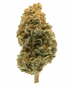 Eastside MAC, sert çam ve narenciye aromalarıyla öne çıkan dengeli bir hibrit türdür. Yüksek THC içeriğiyle dikkat çeker. Genetik yapısını ve etkilerini keşfedin.