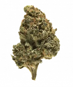 Ecto Cooler, keskin narenciye aroması ve yüksek THC içeriğiyle öne çıkan Sativa baskın bir türdür. Enerjik etkilerini ve genetik yapısını keşfedin.