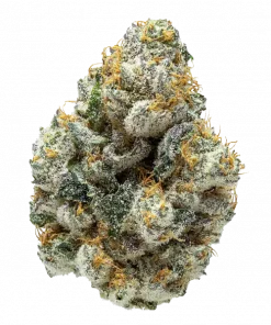 El Chapo OG, yakıtımsı ve limon aromalarıyla öne çıkan Indica dominant bir türdür. Yüksek THC içeriğiyle dikkat çeken bu türün genetik yapısını keşfedin.