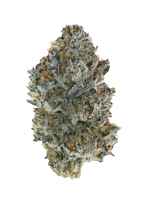 El Cucuy OG, narenciye aromaları ve yüksek THC içeriğiyle bilinen Sativa baskın bir türdür. Rahatlatıcı etkileriyle öne çıkıyor. Genetik yapısını keşfedin.