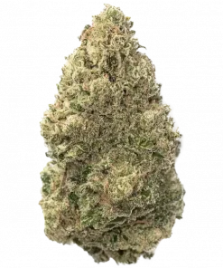 El Patron, turunçgil aromaları ve dengeli etkisiyle öne çıkan bir hibrit türdür. Yaratıcılığı teşvik eden bu türün genetik yapısını keşfedin ve etkilerini görüntüleyin.