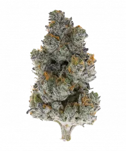 Electracana, tatlı tropikal aromaları ve dengeli yapısıyla öne çıkan Indica dominant bir türdür. Stres ve ağrı yönetimi için ideal. Genetik özelliklerini keşfedin.