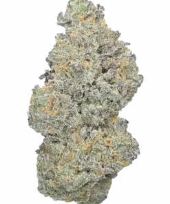 Electric Cherry, canlı kiraz aroması ve enerjik etkisiyle öne çıkan sativa baskın bir türdür. Yüksek THC içeriğiyle dikkat çeken bu türü keşfedin.