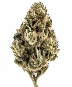 Electric Citrus, taze portakal aromaları ve enerji veren etkisiyle bilinen Sativa baskın bir türdür. Yaratıcılığı artıran genetik yapısını keşfedin ve hemen görüntüleyin.