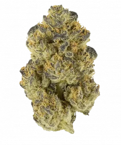 Electric Peanut Butter Cookies, tatlı ve topraksı aromasıyla öne çıkan Indica baskın bir türdür. Odaklanmayı artıran ve rahatlatan etkilerini keşfedin.