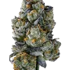 Elementz, üzüm aromalı ve yüksek THC'li güçlü bir Indica türüdür. Ağrı, uykusuzluk ve stres için ideal. Bu eşsiz türü keşfedin.