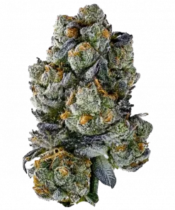 Elementz, üzüm aromalı ve yüksek THC'li güçlü bir Indica türüdür. Ağrı, uykusuzluk ve stres için ideal. Bu eşsiz türü keşfedin.