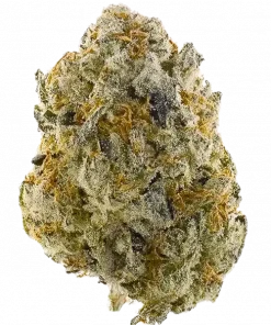 Elons-X, yüksek THC ve çilek-muz aromasıyla öne çıkan güçlü bir hibrit türdür. Hastalıklara dirençli yapısıyla dikkat çeker. Bu eşsiz türü keşfedin.