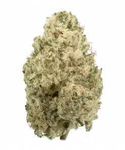 Emerald Fire OG, yakıtımsı ve limon aromalarıyla öne çıkan dengeli bir hibrit türdür. Yüksek THC içeriğiyle rahatlama ve mutluluğu keşfedin. Hemen görüntüleyin.