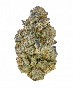 Emergen C, tatlı orman meyveleri aroması ve 'a varan THC içeriğiyle öne çıkan Sativa baskın bir türdür. Benzersiz genetik yapısını ve etkilerini keşfedin.