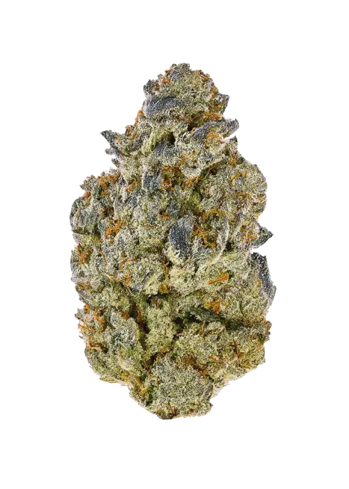 Emergen C, tatlı orman meyveleri aroması ve 'a varan THC içeriğiyle öne çıkan Sativa baskın bir türdür. Benzersiz genetik yapısını ve etkilerini keşfedin.