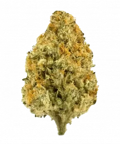 Empire 54, tatlı orman meyveleri aroması ve yüksek THC içeriğiyle öne çıkan Indica baskın bir türdür. Zihinsel enerjiyi keşfedin ve rahatlamanın tadını çıkarın. Hemen görüntüleyin.