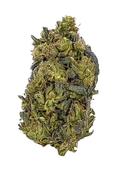 EPIC BUZZ®, tatlı meyve aromaları ve ,5 THC oranıyla öne çıkan indica baskın türdür. Depresyon ve uykusuzluğa iyi gelir. Etkilerini keşfedin.