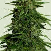 Epsilon F1 Auto Fem Esrar Tohumu (Royal Queen Seeds)
