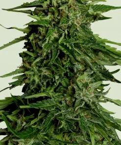 Epsilon F1 Auto Fem Esrar Tohumu (Royal Queen Seeds)