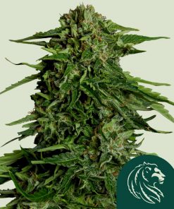 Epsilon F1 Auto Fem Esrar Tohumu (Royal Queen Seeds)