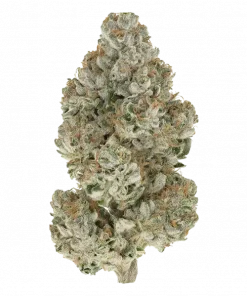 Estefan, tropikal aroması ve 'e varan THC içeriğiyle öne çıkan Sativa baskın bir türdür. Canlandırıcı etkileriyle dikkat çeken bu özel türü keşfedin.