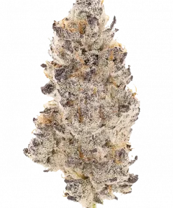 ETHOS Hash Plant BX1, yakıtımsı ve çiçeksi aromalarıyla öne çıkan güçlü bir hibrit türdür. Depresyon ve uykusuzluğa iyi gelir. Genetik yapısını keşfedin.