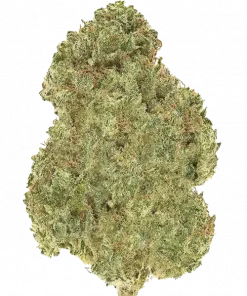 Ethos Haze IBL, keskin limon aroması ve yüksek verimiyle bilinen Sativa baskın bir türdür. Enerjik etkileri ve genetik yapısını keşfedin.