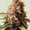 Euphoria Feminized Esrar Tohumu (Royal Queen Seeds)