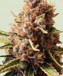 Euphoria Feminized Esrar Tohumu (Royal Queen Seeds)
