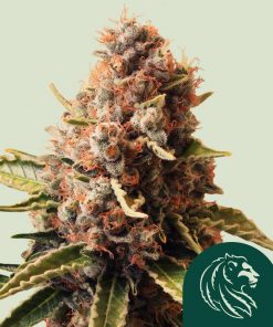 Euphoria Feminized Esrar Tohumu (Royal Queen Seeds)