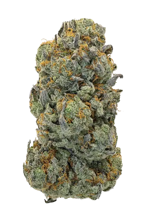 Euforia, turunçgil aromaları ve enerji verici etkileriyle bilinen bir Skunk türüdür. Yaratıcılığı tetikleyen bu türün genetik yapısını keşfedin ve detaylıca görüntüleyin.