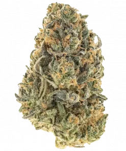 Everlasting Gumdrop, kimyasal limon aroması notaları ve yüksek THC içeriğiyle bilinen Indica baskın bir türdür. Eşsiz genetiğini ve potansiyel faydalarını keşfedin.