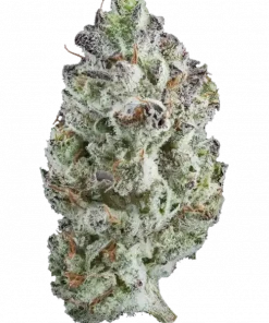 Exotic², tatlı elma ve çilek aromalı, yüksek THC'li Indica baskın bir türdür. Anksiyete ve stres için ideal. Genetik yapısını keşfedin ve rahatlamanın tadını çıkarın.