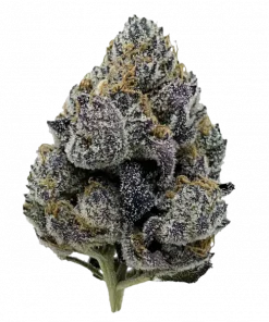 Exotic Runtz, tatlı meyve aromaları ve rahatlatıcı etkileriyle bilinen Indica dominant bir türdür. Yüksek THC içeriğiyle keyifli bir deneyim için hemen görüntüleyin.