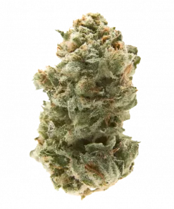 Exotic Thai, tatlı-baharatlı lezzeti ve canlandırıcı etkisiyle öne çıkan Sativa baskın türdür. Depresyon ve yorgunluğa iyi gelir. Bu eşsiz türü keşfedin.