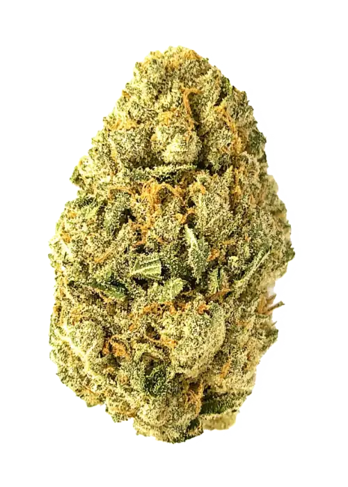 EyeBallz, kimyasal limon aromalı ve yüksek THC'li Indica dominant bir türdür. Uykusuzluk ve ağrı için idealdir. Bu eşsiz türü keşfedin.