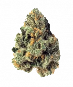 F1, biberli ve narenciye aromalarıyla öne çıkan Sativa baskın bir türdür. Yüksek THC içeriği sayesinde enerjik etkiler sunar. Genetik yapısını keşfedin.