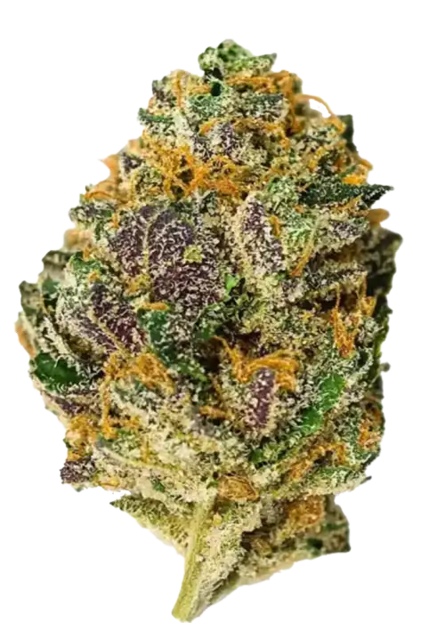 F1 Durb, çiçeksi aroması ve yüksek enerjisiyle öne çıkan sativa baskın bir türdür. Durban Poison genetiğiyle gelen bu eşsiz türü keşfedin.