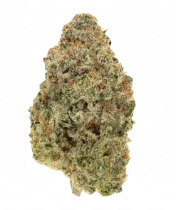 Fallout OG, yakıtımsı, çam ve misket limonu aromalarıyla öne çıkan Indica baskın bir türdür. Yüksek verimi ve benzersiz deneyimi keşfedin.