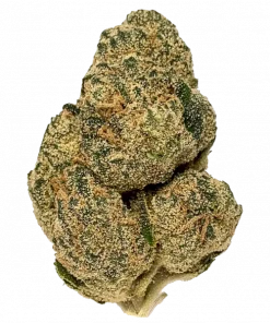 Farmer’s Daughter, vanilya ve yakıtımsı aromalarıyla öne çıkan dengeli bir hibrit türdür. 'e varan THC içeriğiyle potansiyel faydalarını keşfedin ve genetik yapısını görüntüleyin.