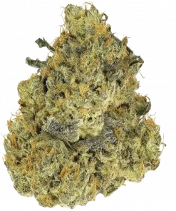 Fast Bud Auto, yakıtımsı aroması ve hızlı büyüme özelliğiyle bilinen bir hibrit türdür. Depresyon ve anksiyeteye karşı potansiyel faydalarını keşfedin. Hemen görüntüleyin.