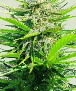 Fast Eddy CBD Auto Fem Esrar Tohumu (Royal Queen Seeds)