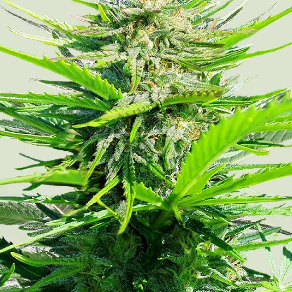 Fast Eddy CBD Auto Fem Esrar Tohumu (Royal Queen Seeds)