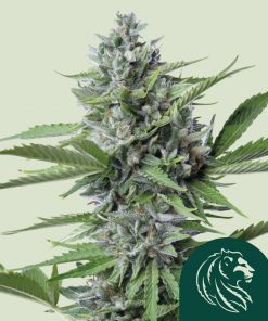 Fast Eddy CBD Auto Fem Esrar Tohumu (Royal Queen Seeds)