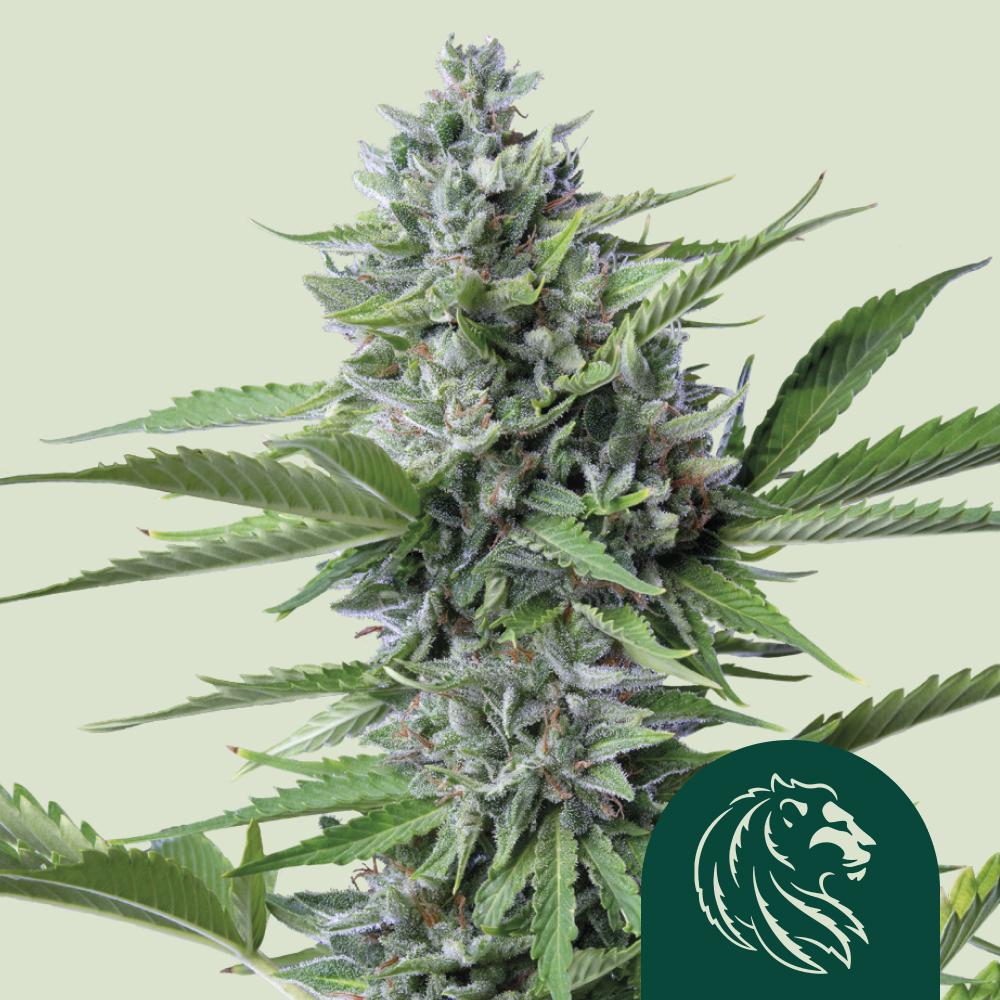 Fast Eddy CBD Auto Fem Esrar Tohumu (Royal Queen Seeds)