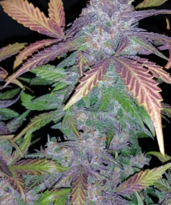 Fastberry Auto Fem Esrar Tohumu (Fast Buds)