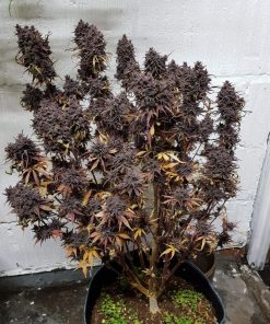 Fastberry Auto Fem Esrar Tohumu (Fast Buds)