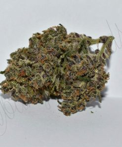 Fastberry Auto Fem Esrar Tohumu (Fast Buds)