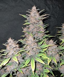 Fastberry Auto Fem Esrar Tohumu (Fast Buds)