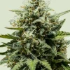 Fat Banana Auto Fem Esrar Tohumu (Royal Queen Seeds)
