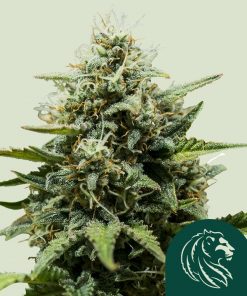 Fat Banana Auto Fem Esrar Tohumu (Royal Queen Seeds)