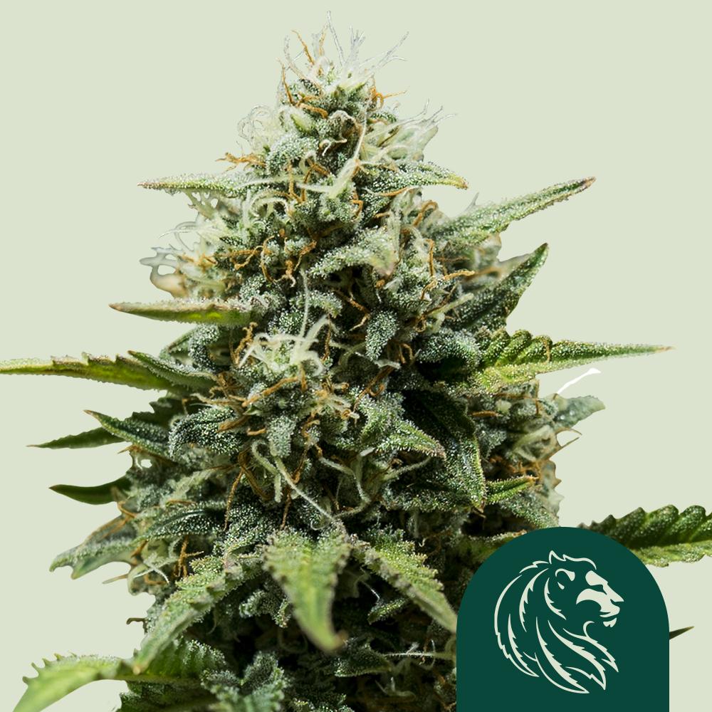 Fat Banana Auto Fem Esrar Tohumu (Royal Queen Seeds)